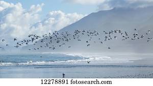 Flock of White-Fronted Terns (Sterna striata) in flight at Rapahoe Beach, on the West Coast of the South Island; New Zealand