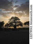 Sun sets behind baobab tree on African savannah in Tarangire National Park; Tanzania