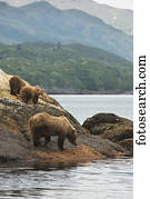 A brown bear sow and her yearling cubs forage the shoreline for food in Kukak Bay, Katmai National Park & Preserve, Alaska.
