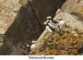 A group of horned puffins rest on a rock on Chisik Island in the Tuxedni Wilderness Area, Alaska.