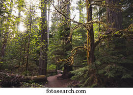 abetos vermelhos sitka, em, um, alaskan, floresta amazônica, alasca, verão