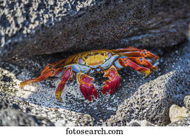 Adult Sally Lightfoot crab (Grapsus grapsus) under grey rock; Galapagos Islands, Ecuador