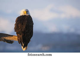 Bald eagle (Haliaeetus leucocephalus) perched on the end of a branch; Alaska, United States of America