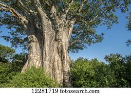 Baobab Tree (Adansonia), Kruger National Park; South Africa