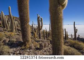 Cactus grow in abundance on the rock island Incahuasi in the Salar de Uyuni; Bolivia