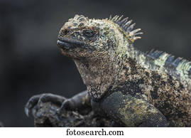 Close up of marine iguana (Amblyrhynchus cristatus) on volcanic rock; Galapagos Islands, Ecuador