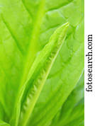 detalhe, de, um, jovem, repolho gambá, folha, unfurling, ketchikan, sudeste, alasca, eua, primavera