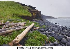 Driftwood and grass along a volcanic rock beach with dark rocky cliffs in the background, St. Paul Island, Southwestern Alaska, USA, Summer 