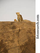 Female cheetah (Acinonyx jubatus) and small cub peer from rock outcrop, Serengeti National Park; Tanzania