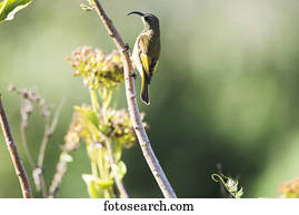 Golden-winged Sunbird (Nectarinia reichenowi), Ngorongoro Crater; Tanzania
