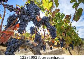 Grapes growing on vines; Stellenbosch, Western Cape, South Africa