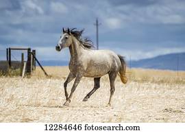 Horse running in a field; Cape Town, Western Cape, South Africa