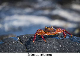 Juvenile Sally Lightfoot crab (Grapsus grapsus) on wet rock; Galapagos Islands, Ecuador