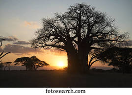 Leafless baobab tree at sunset, Tarangire National Park; Tanzania
