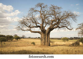 Leafless baobab tree during dry season, Tarangire National Park; Tanzania