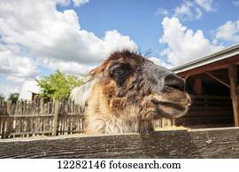 lhama, ligado, farm;, Caledon, ontário, canadá