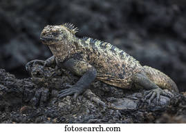 Marine iguana (Amblyrhynchus cristatus) lying on black volcanic rock; Galapagos Islands, Ecuador