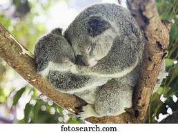 mãe bebê, koala, ursos, (Phascolarctos, cinereus), acariciou, cima, em, um, tree;, noosa, queensland, austrália