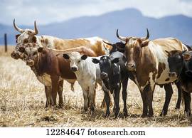 Nguni cattle; Cape Town, Western Cape, South Africa
