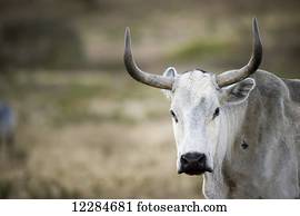 Nguni cattle on a farm; Stellenbosch, Western Cape, South Africa