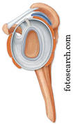 Normal side view of the shoulder joint hilighting the labrum, coracocromial ligament, bursa and rotator cuff muscles
