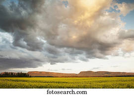ocaso, encima, un, canola, field;, bahía del trueno, ontario, canadá