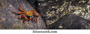 Panorama of Sally Lightfoot crab (Grapsus grapsus) on rock; Galapagos Islands, Ecuador