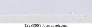 Panorama view of frozen sea ice on an overcast day, Barrow, North Slope, Arctic Alaska, Winter