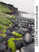 Plants grow on a volcanic rock beach with dark rocky cliffs in the background, St. Paul Island, Southwestern Alaska, USA, Summer 