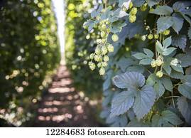 Production of hops (Humulus lupulus) for beer brewing; George, Western Cape, South Africa