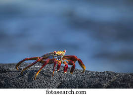 Sally Lightfoot crab (Grapsus grapsus) on grey volcanic rock; Galapagos Islands, Ecuador