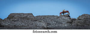 Sally Lightfoot crab (Grapsus grapsus) on rocky horizon; Galapagos Islands, Ecuador