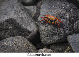 Sally Lightfoot crab (Grapsus grapsus) on wet volcanic rock; Galapagos Islands, Ecuador