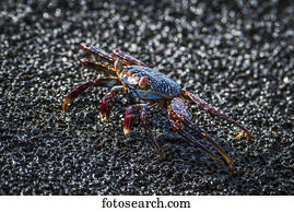 Sally Lightfoot crab (Grapsus grapsus) crawling across wet rock; Galapagos Islands, Ecuador