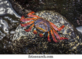Sally Lightfoot crab (Grapsus grapsus) perched on wet rock; Galapagos Islands, Ecuador