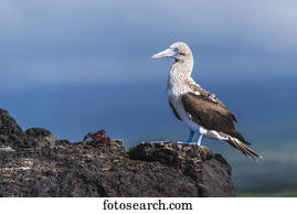 Sally Lightfoot crab (Grapsus grapsus) staring at blue-footed booby (Sula nebouxii); Galapagos Islands, Ecuador