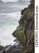 Seabird perches on dark basalt rock cliff along the Bering Sea, St. Paul Island, Southwestern Alaska, USA, summer