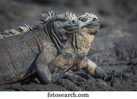 Two marine iguanas (Amblyrhynchus cristatus) sunbathing on volcanic rock; Galapagos Islands, Ecuador