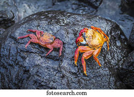 Two Sally Lightfoot crabs (Grapsus grapsus) on black rock; Galapagos Island, Ecuador
