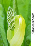 um, jovem, ocidental, repolho gambá, (Lysichiton, americanus), blooming;, ketchikan, alasca, estados unidos américa