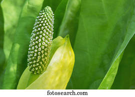 um, jovem, ocidental, repolho gambá, (Lysichiton, americanus), blooming;, ketchikan, alasca, estados unidos américa