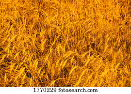 closeup, de, um, colheita