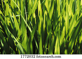 Mass of plant leaves