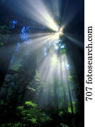 luz solar, filtrar, através, floresta densa, foliage