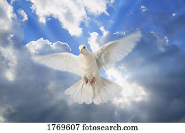 A dove in the sky