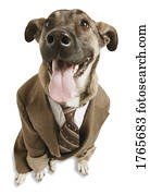 A dog with a suit