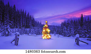 Christmas tree in the mountains at dusk British Columbia Canada