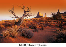Dead tree in desert Monument Valley