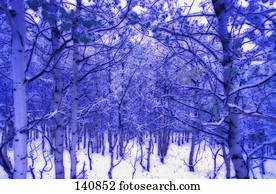 floresta, em, inverno