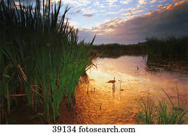 lagoa, em, amanhecer, com, canas, em, borda